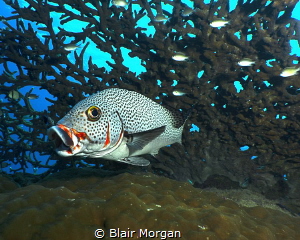 A Sweetlip swimming out from the coral.... by Blair Morgan 